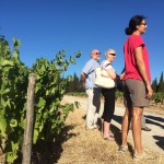 2016 a very hot and dry year for their vines - Chateau La Baronne
